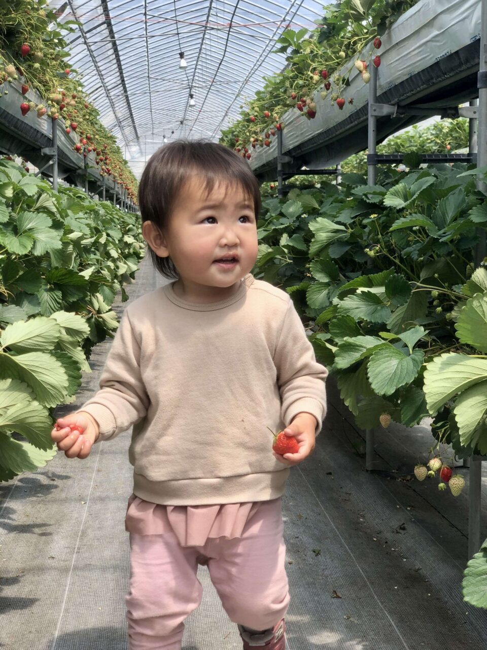 こもろ布引いちご園でのいちご狩り